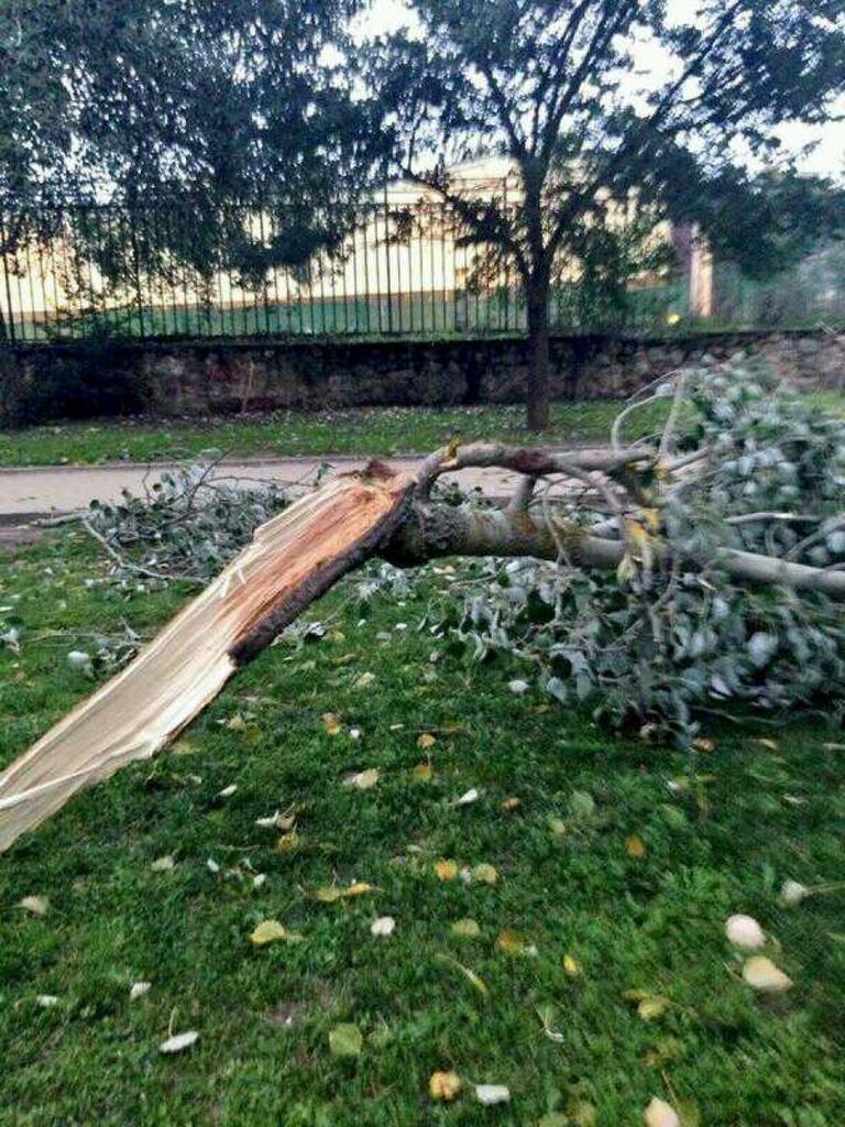 Una de las ramas arrancadas por el viento en Los Tres Árboles