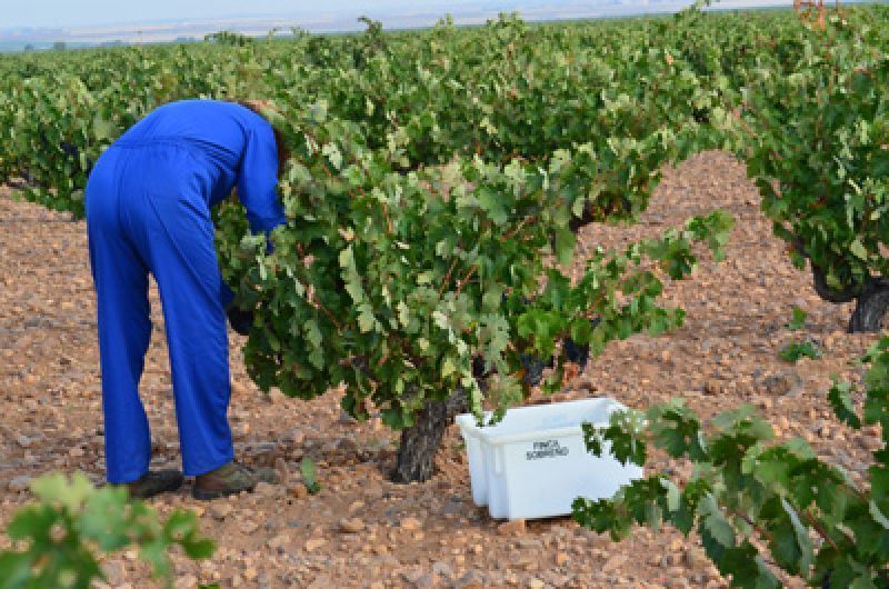 Varias bodegas de Toro comienzan la vendimia