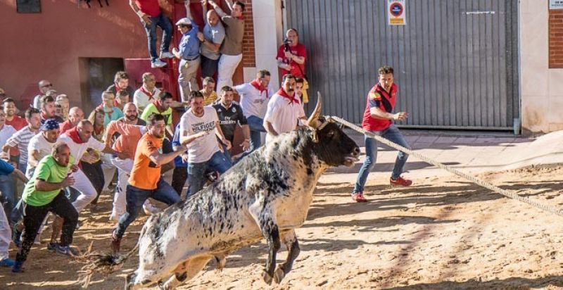 El Toro del Alba de Benavente deja un herido grave con dos cornadas en el abdomen