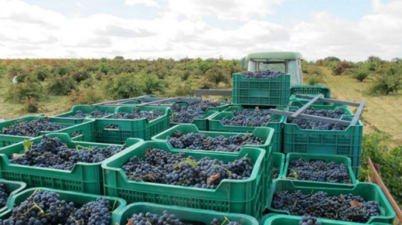 Ningún vino zamorano consigue colarse entre los más vendidos online durante el confinamiento