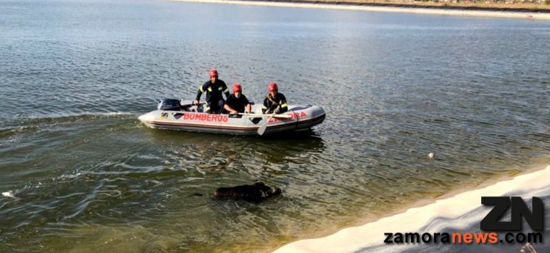 Una dotación de bomberos del parque de Zamora rescatan a un jabalí en la balsa del Canal de San Frontis