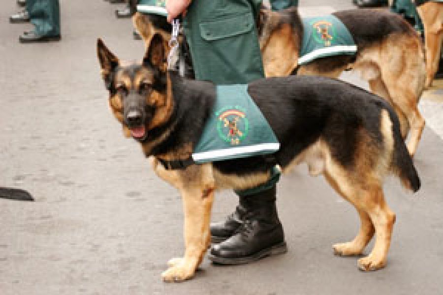 Uno de los perros adiestrados por la Guardia Civil para la localización y rescate de personas