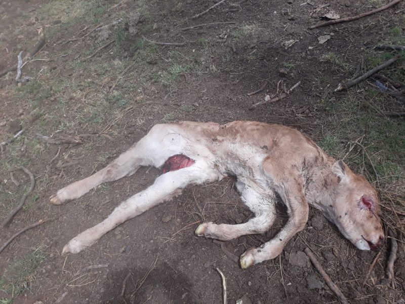 Nuevo ataque de buitres sobre un ternero recién nacido en Losacino