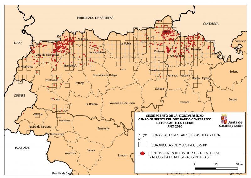 Finalizan los trabajos de campo del primer censo genético nacional de oso pardo cantábrico