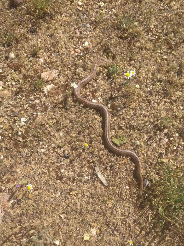 Ecologistas en Acción advierte que matar culebras protegidas como las aparecidas en Pinilla está castigado con penas de prisión