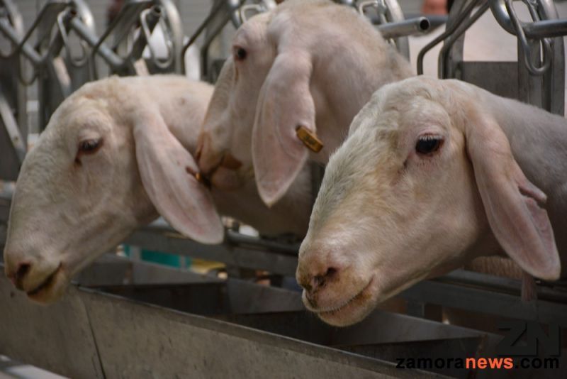 El Colegio de Veterinarios de Zamora organiza unas jornadas sobre la mejora de calidad de la leche, optimización del uso de antibióticos y rentabilidad en ganado lechero ovino