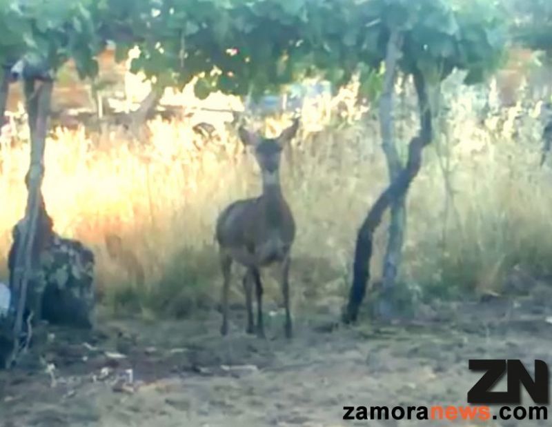 VÍDEO DEL DÍA: En Linarejos como no