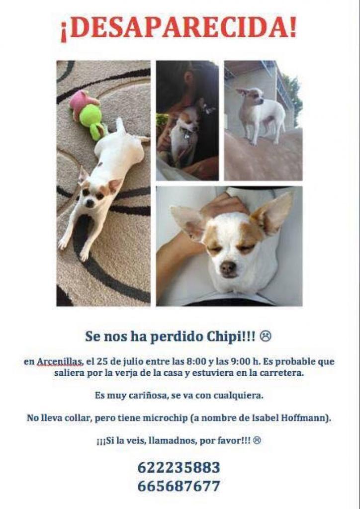 La dueña de Chipi pide ayuda para encontrarla