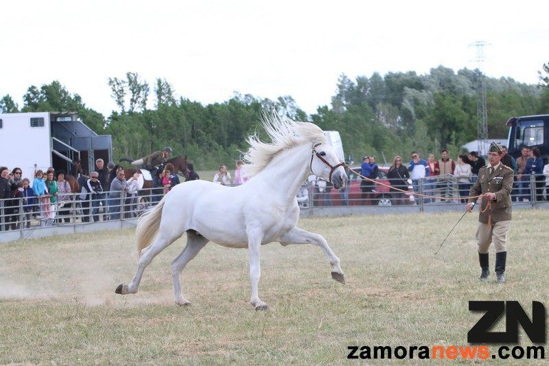 Tarde de exhibición ecuestre y canina en Saborea tus Raíces de la Escuela Militar de Cría Caballar y canina de Ávila
