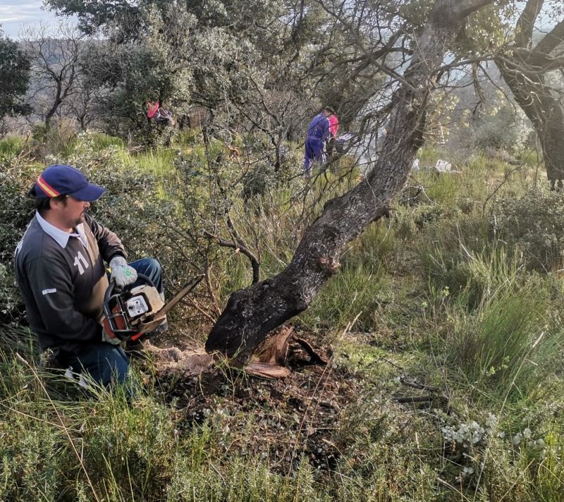 La Junta recauda para los ayuntamientos zamoranos 5 millones de euros en subastas de madera en 3 años