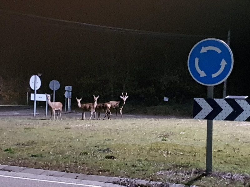 Los asiduos cervatos de la rotonda de Rabanillo, pasean en las noches del Lago