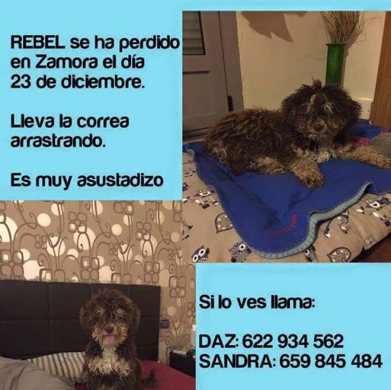 Se busca perro desaparecido