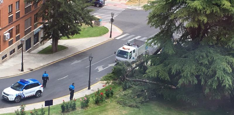 La caída de un árbol de grandes dimensiones condiciona el tráfico en la calle Ronda de Puerta Nueva