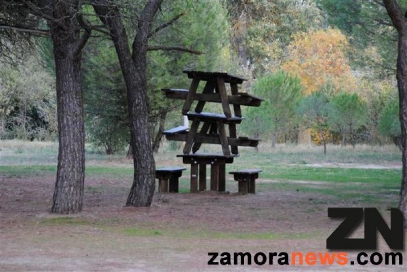 El Ayuntamiento tratará contra la Procesionaria el bosque de Valorio