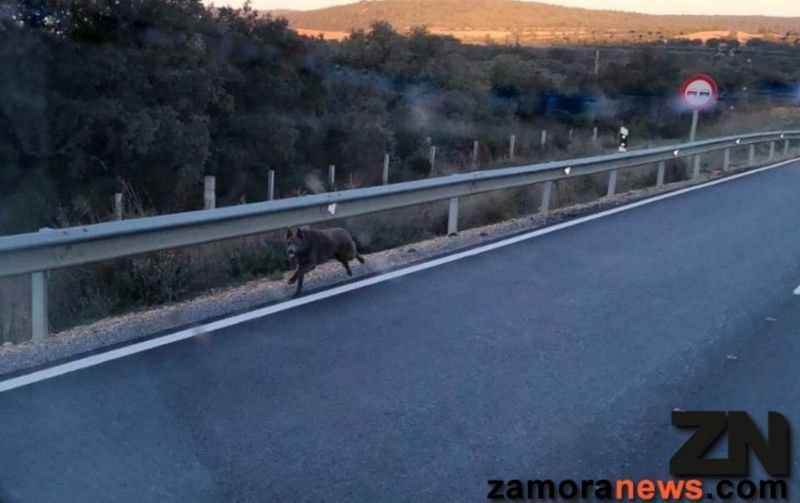 Un lobo corre como alma que lleva el diablo por la N-631 con dirección Zamora