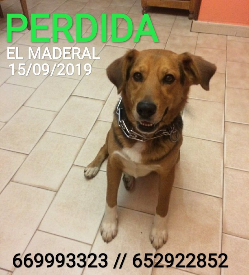 Se busca a Gordi una perrita perdida desde el domingo en la zona del Maderal