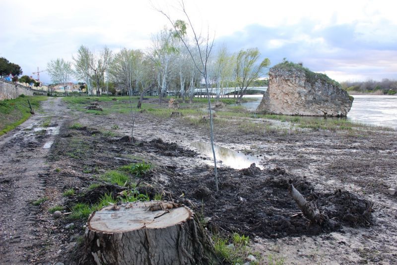 IU denuncia la tala de los árboles entre el Puente de Piedra y los Pelambres
