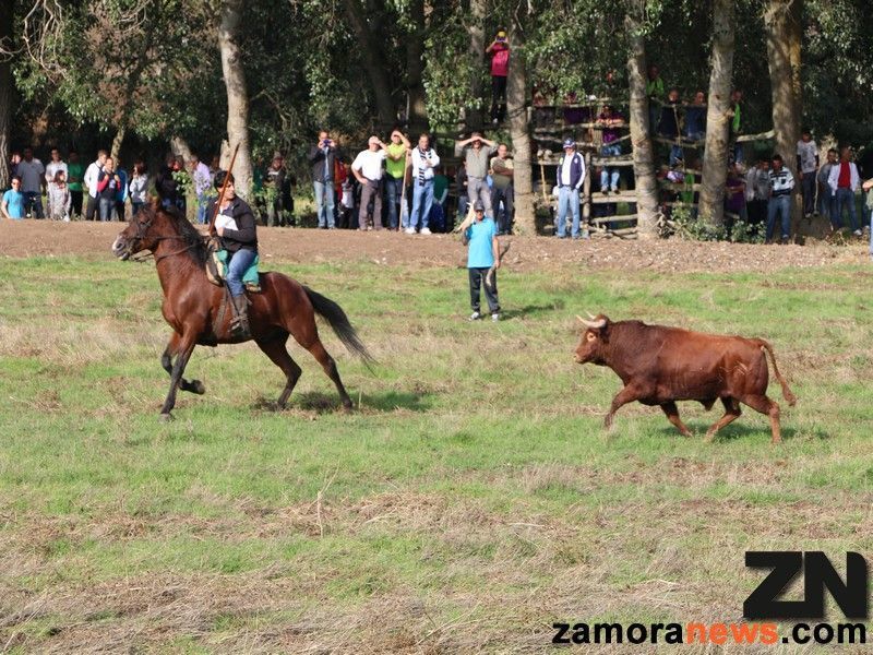 Foto de Rafa Lorenzo. Un momento del encierro de San Miguel de la Ribera