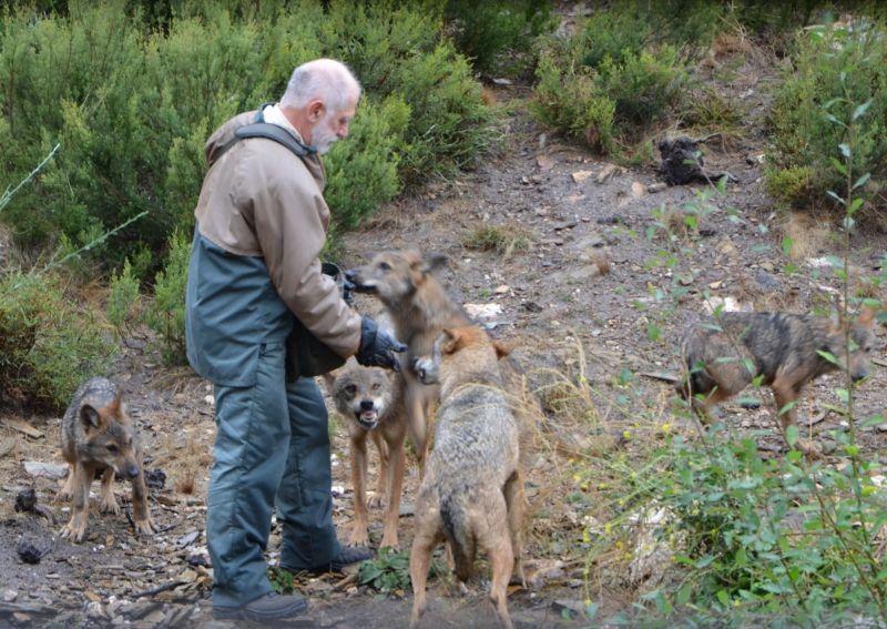 Los lobos de Bom, conocieron a los lobeznos de Robledo,Llagu, Mancha, Sanabria y Tera