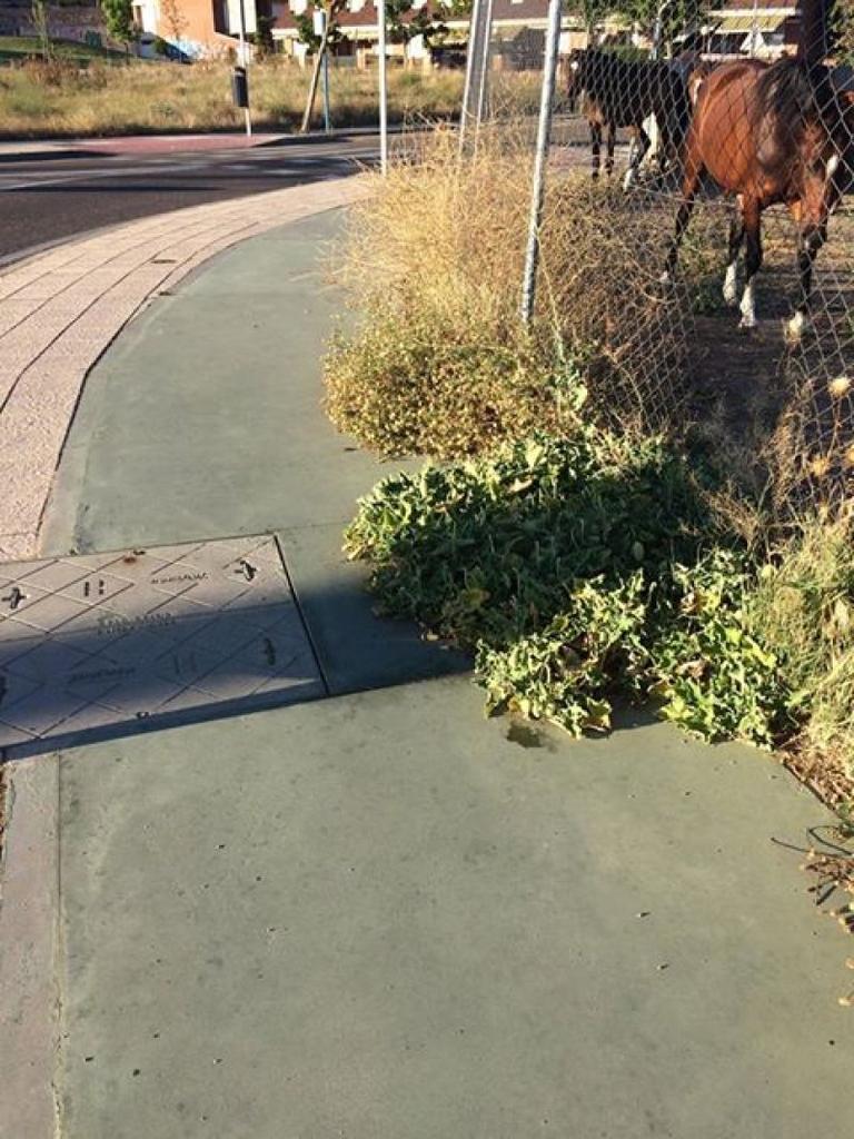 La maleza y las hierbas irrumpen en el carril bici