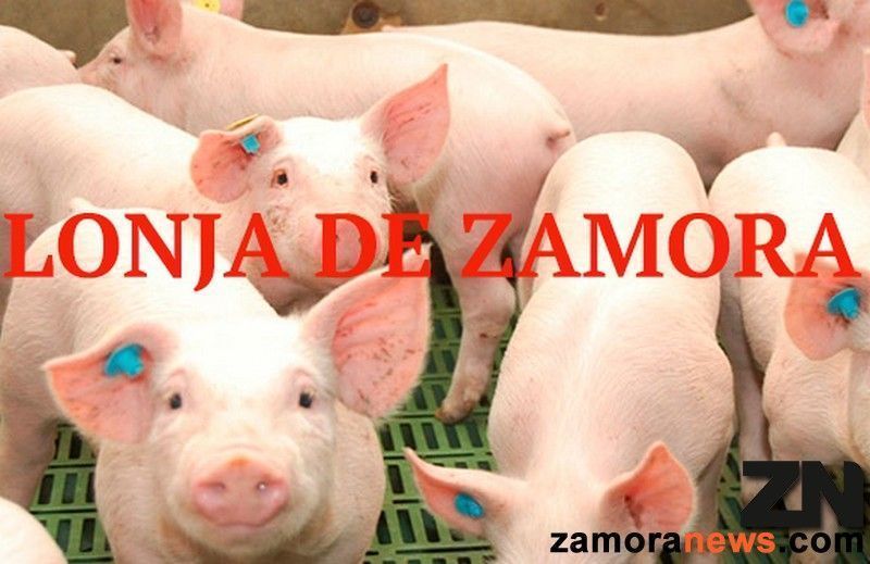 Nuevo descenso del precio de los lechones en la lonja de Zamora