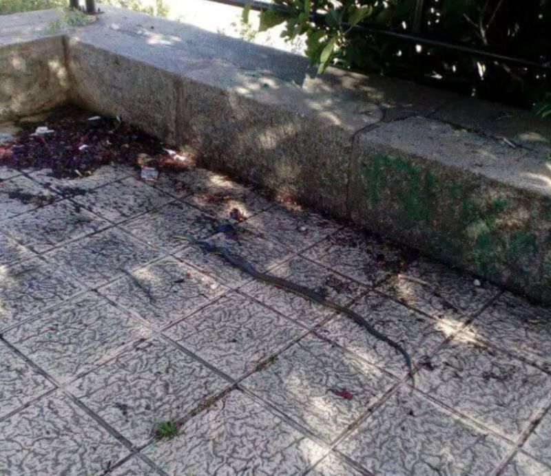 Vecinos del Barrio de Alviar solicitan limpieza de hierbas, maleza y reptiles en su barrio "olvidado por la administración"
