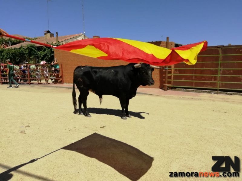 Ese toro "enamorao" de la sombra y de España