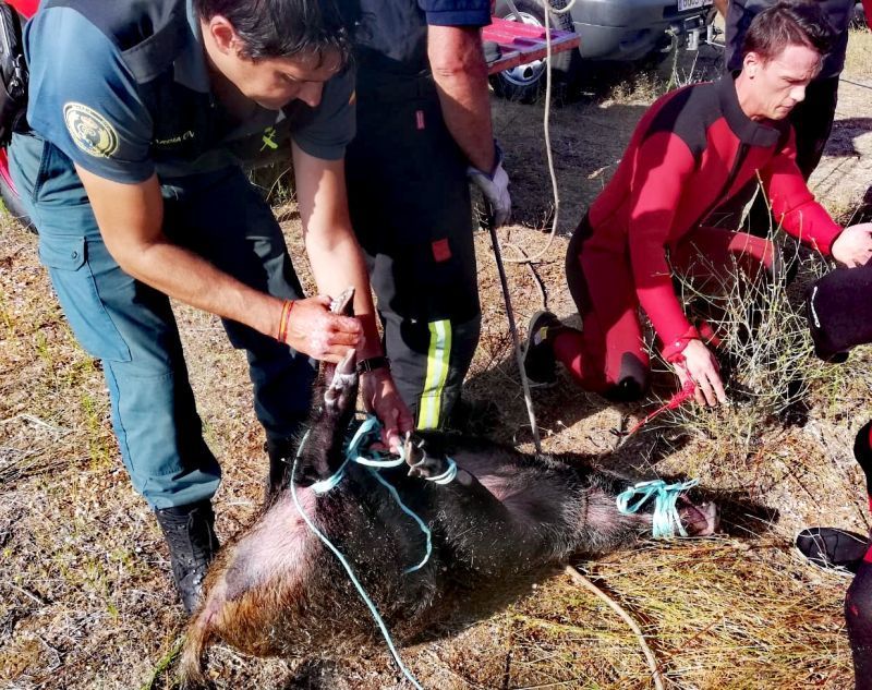 Rescatan a un jabalí de una balsa en San Frontis