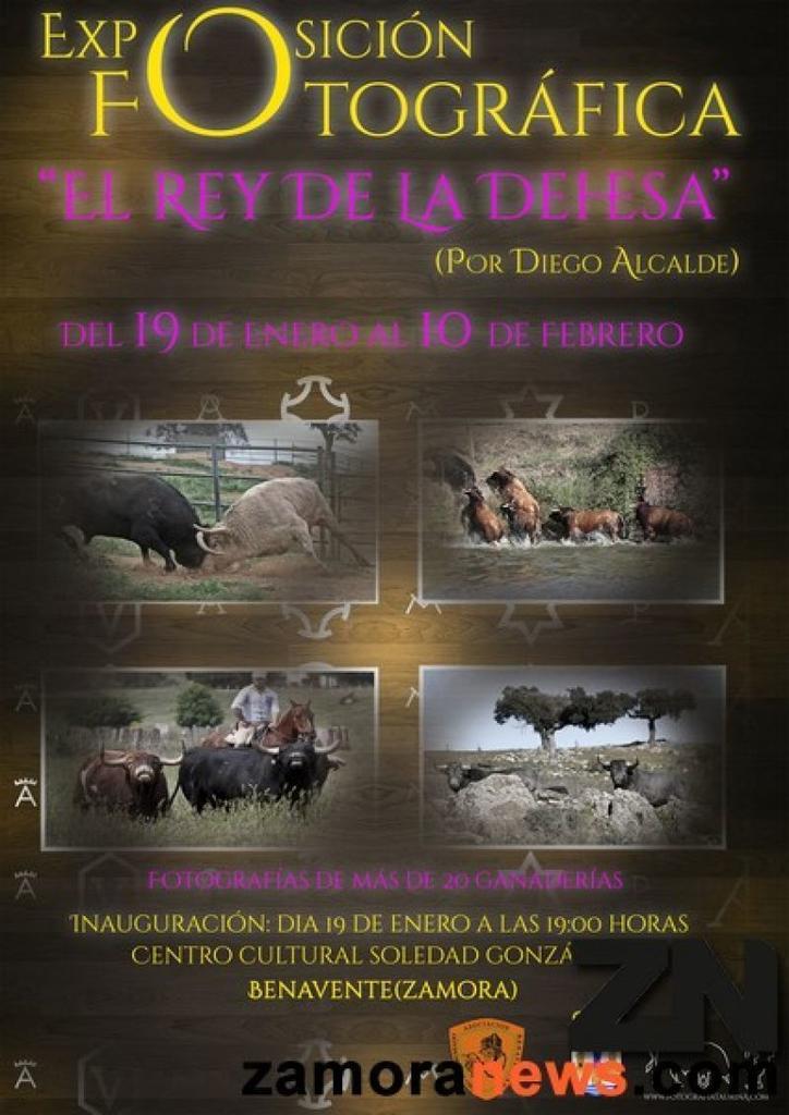 La Asocición benaventana del toro Enmaromado inaugura el día 19 de enero la exposición "El Rey de la Dehesa"