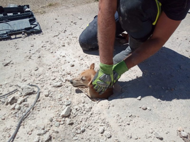 Los bomberos de Rionegro rescatan a una perrita atascada bajo tierra