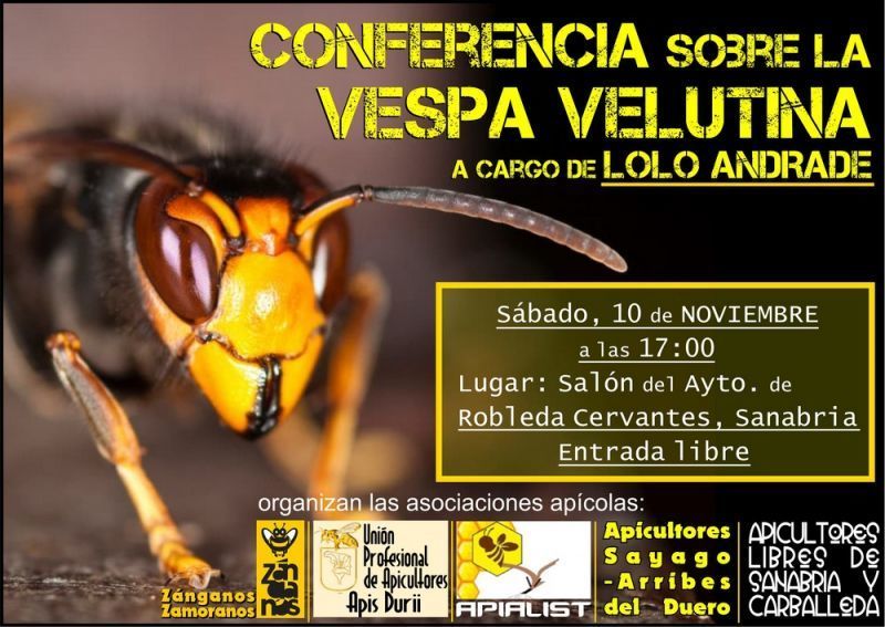 Lolo Andrade impartirá una conferencia sobre la avispa velutina el sábado el Sanabria