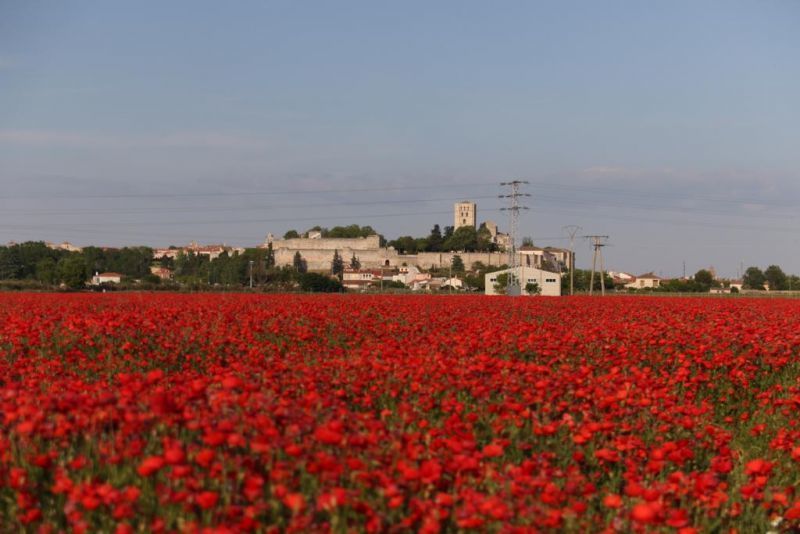 Zamora amapolada y colorada