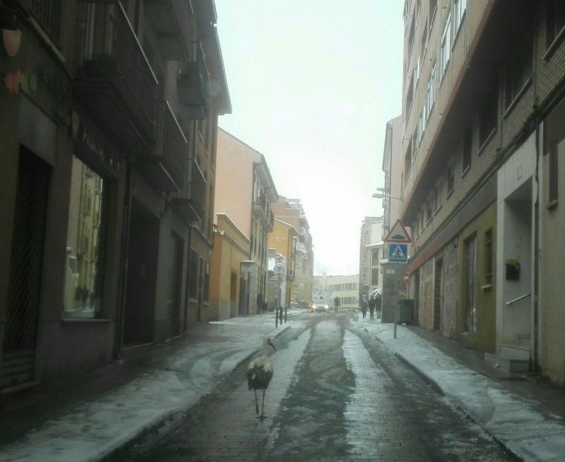 Una cigüeña paseando por la nieve