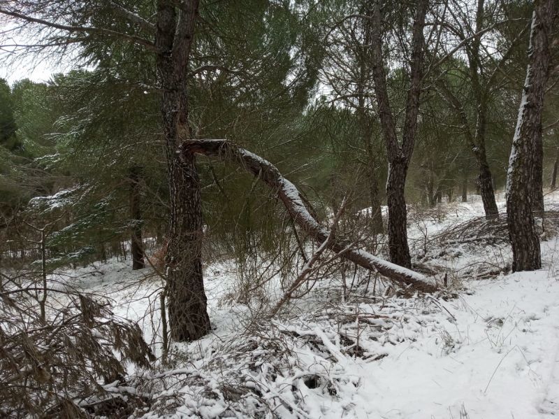 El Grupo Municipal del PSOE solicita al Ayuntamiento de Zamora la retirada de los árboles derribados por el temporal de nieve de 2018 en el Bosque de Valorio