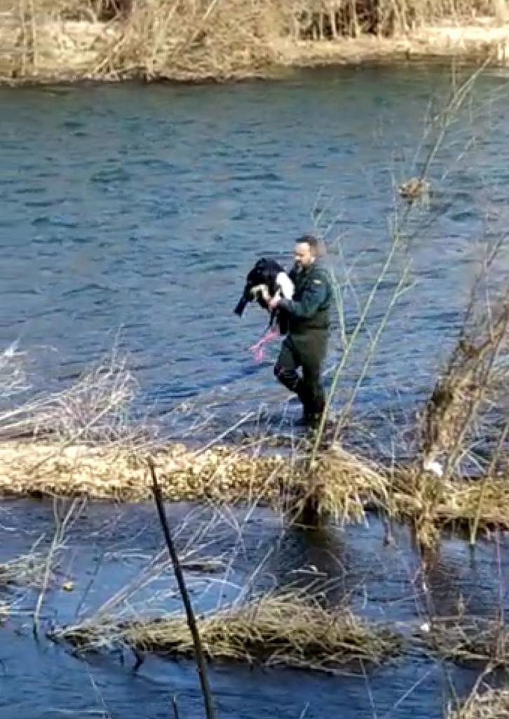 La Guardia Civil recupera del interior del río Órbigo una cigüeña herida