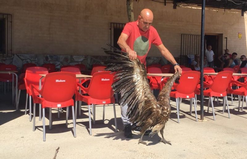 Rescatado un buitre del arroyo de Venialbo