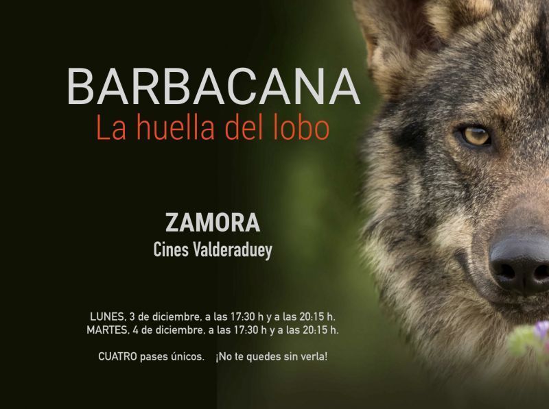 Hoy se estrena en Cines Valderaduey de Zamora "Barbacana, la huella del lobo" una película con nueve candidaturas a los Goya
