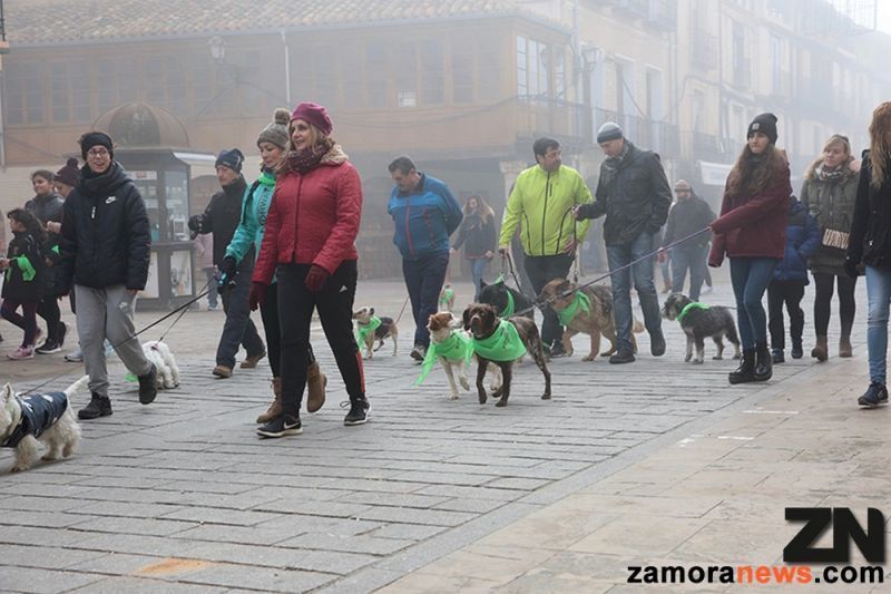 Toro celebra en día de perros, la segunda edición de San Perruno