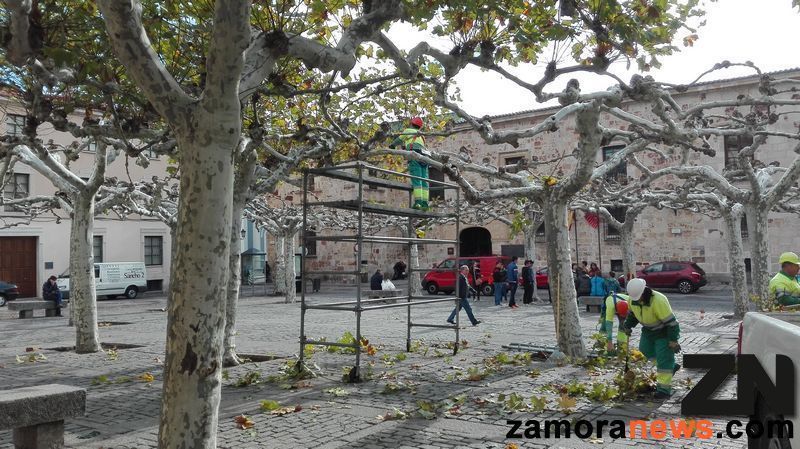 Comienza la poda de árboles en Zamora