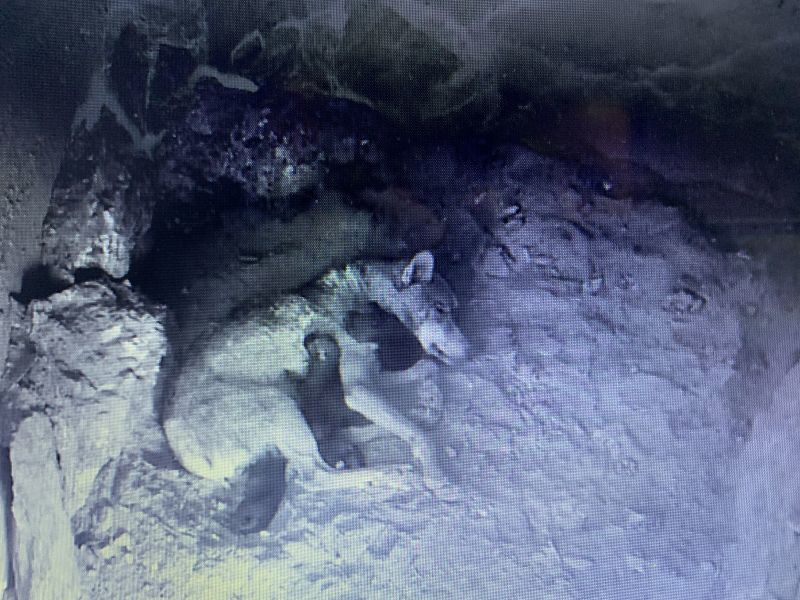 El Centro del Lobo en Robledo cobija a cuatro nuevos lobeznos de la loba Oscura que dio a luz a cinco