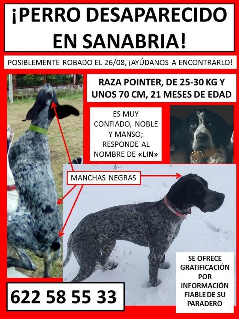 Se busca a "Lin" un pointer desaparecido hace días en Sanabria