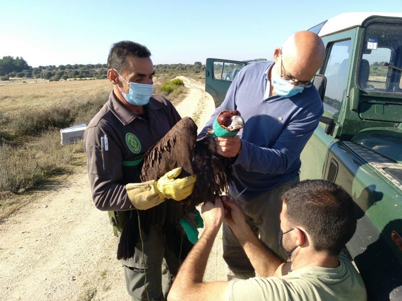 Suelta de un buitre negro en el parque natural de Arribes del Duero