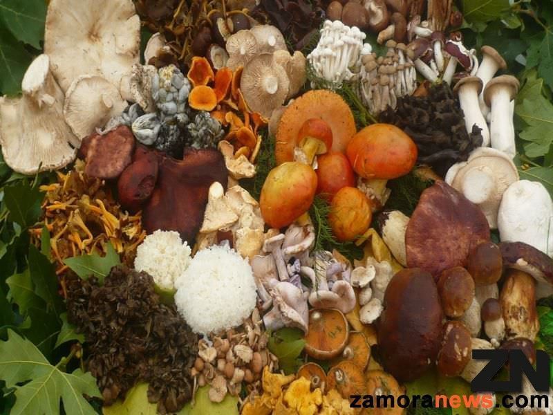Setas y hongos un mundo mágico por descubrir en variedad, producción, comercialización y consumo