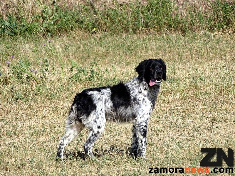 La increíble respuesta de un perro al pensar que se ahogaba su dueño