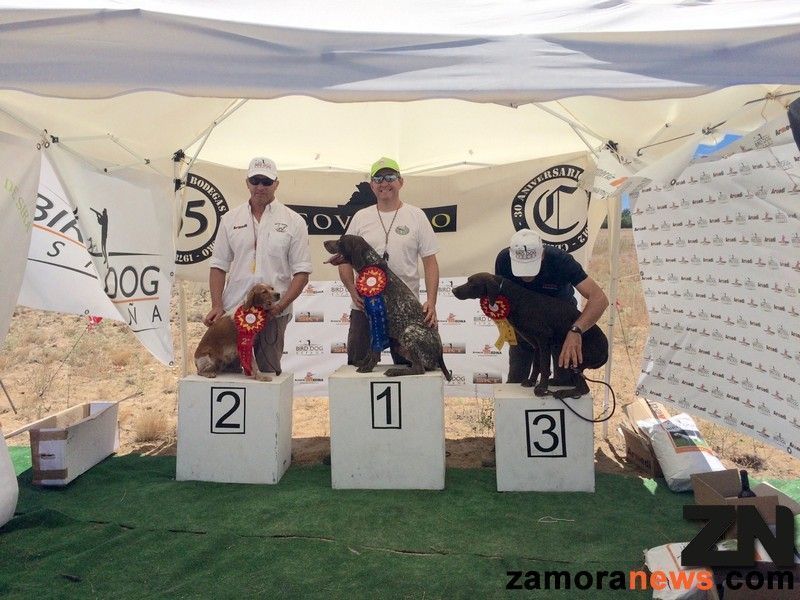 Éxito de participación en el primer Open Bird Dog de Pozoantiguo
