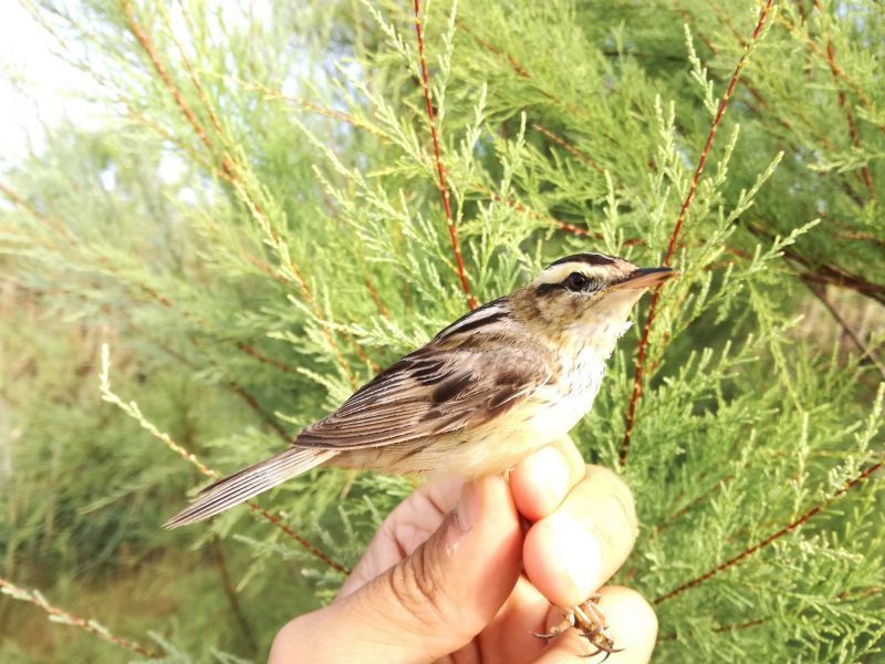 El carricerín cejudo, una de las aves más amenazadas del mundo, descansa en las lagunas de Tierra de Campos