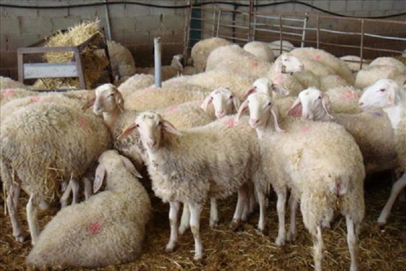 Rebaño de ovejas en una explotación ganadera de Zamora | Foto Zamora News