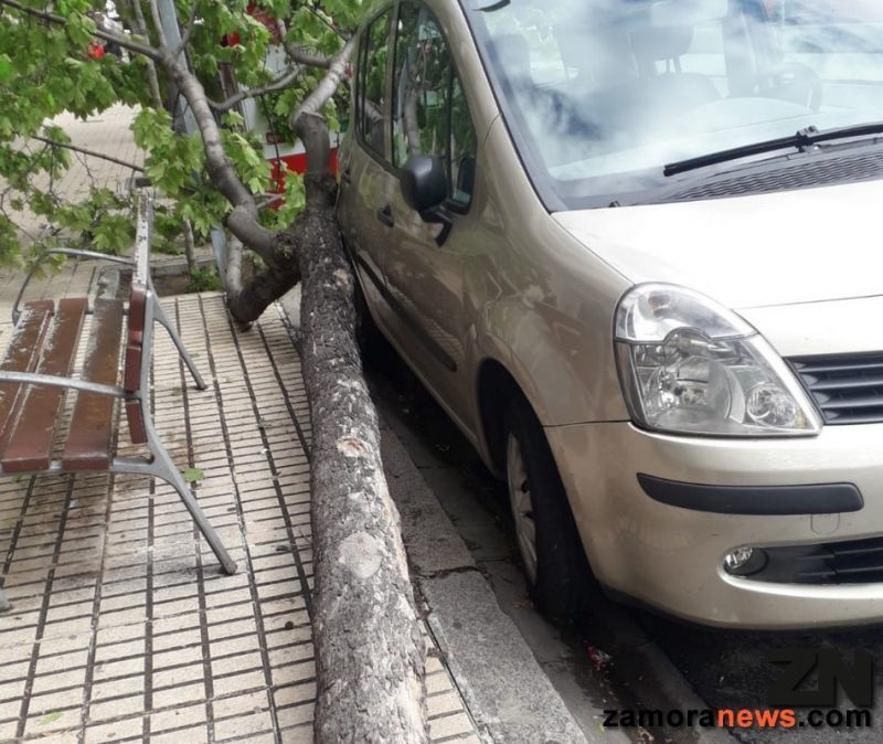 El temporal se cobra varias víctimas arbóreas en la ciudad