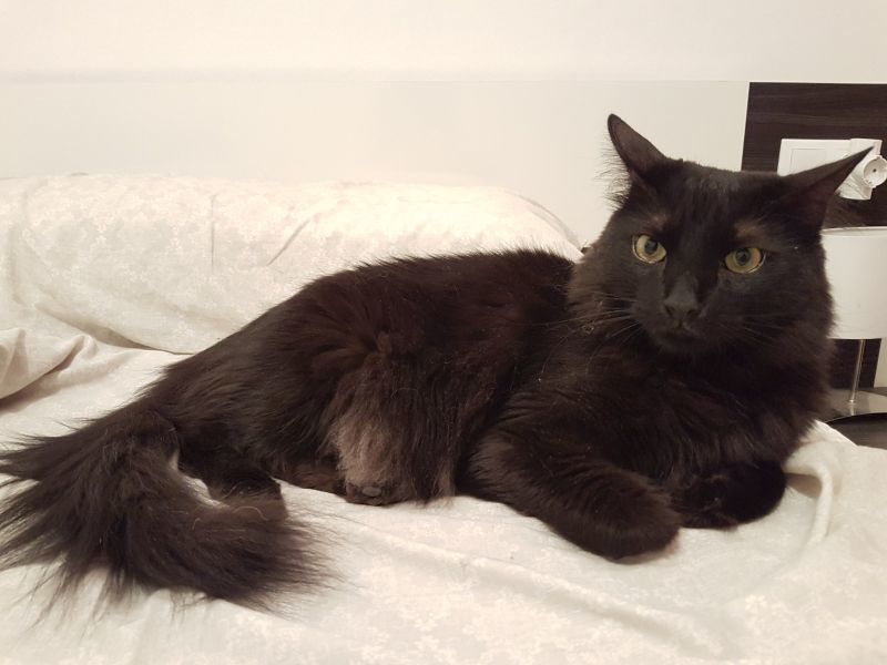 Se busca a 'Potter': gato persa, de color negro, desaparecido en el entorno de la carretera de la Estación de Coreses