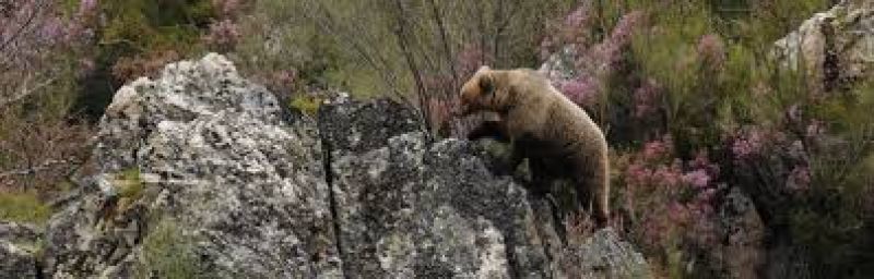 La adaptación de la osezna "Saba" a su nuevo entorno, liberada en Octubre en el Parque Nacional de Los Picos de Europa, evoluciona con normalidad